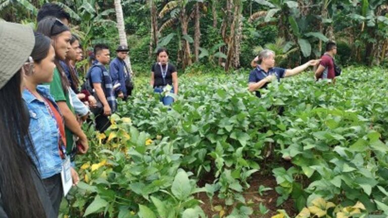Study Up On Benefits Of Corn-Soybean Cropping System In Caraga