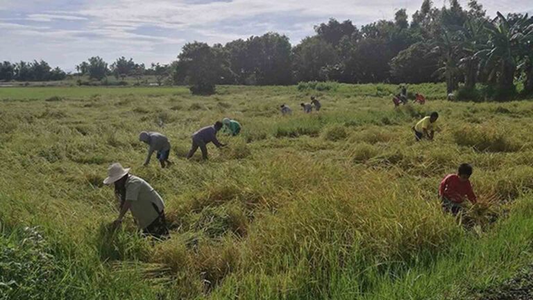 DA Grants PHP135 Million Worth Of Post-Harvest Facilities In Nueva Ecija