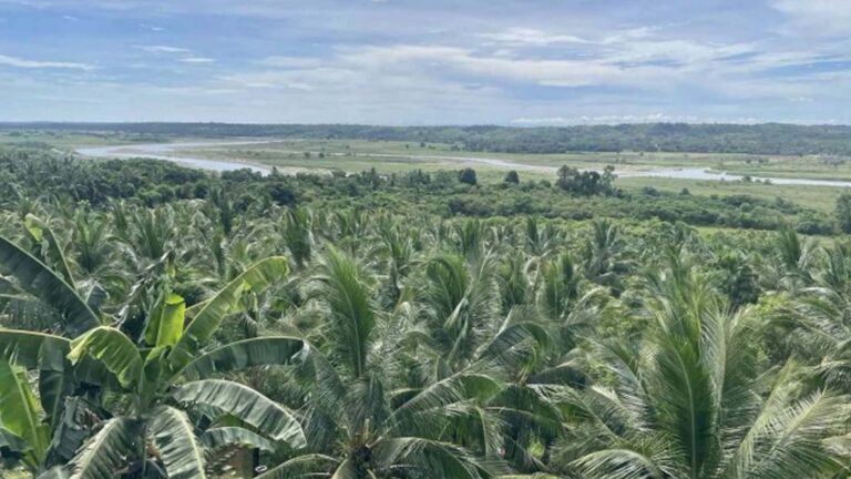 PBBM Oks Additional Funds For Massive Coconut Planting, Fertilization