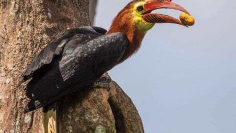 Antique To Conduct Inventory Of ‘Dulungan’ Birds In 12 Towns