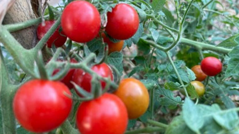 Tomato Industry In Ilocos Norte Gets Boost With Cold Storage Plant