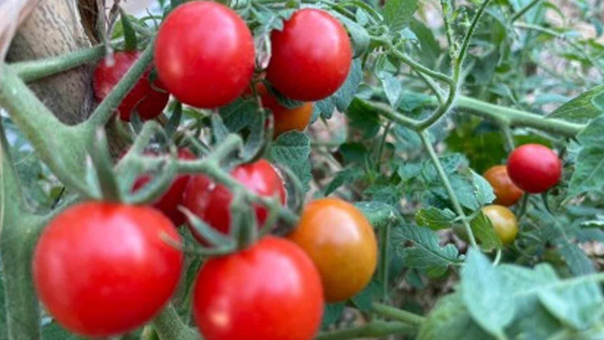 Tomato Industry In Ilocos Norte Gets Boost With Cold Storage Plant