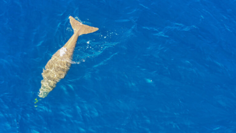 First Dugong Sighting In Sarangani Recorded