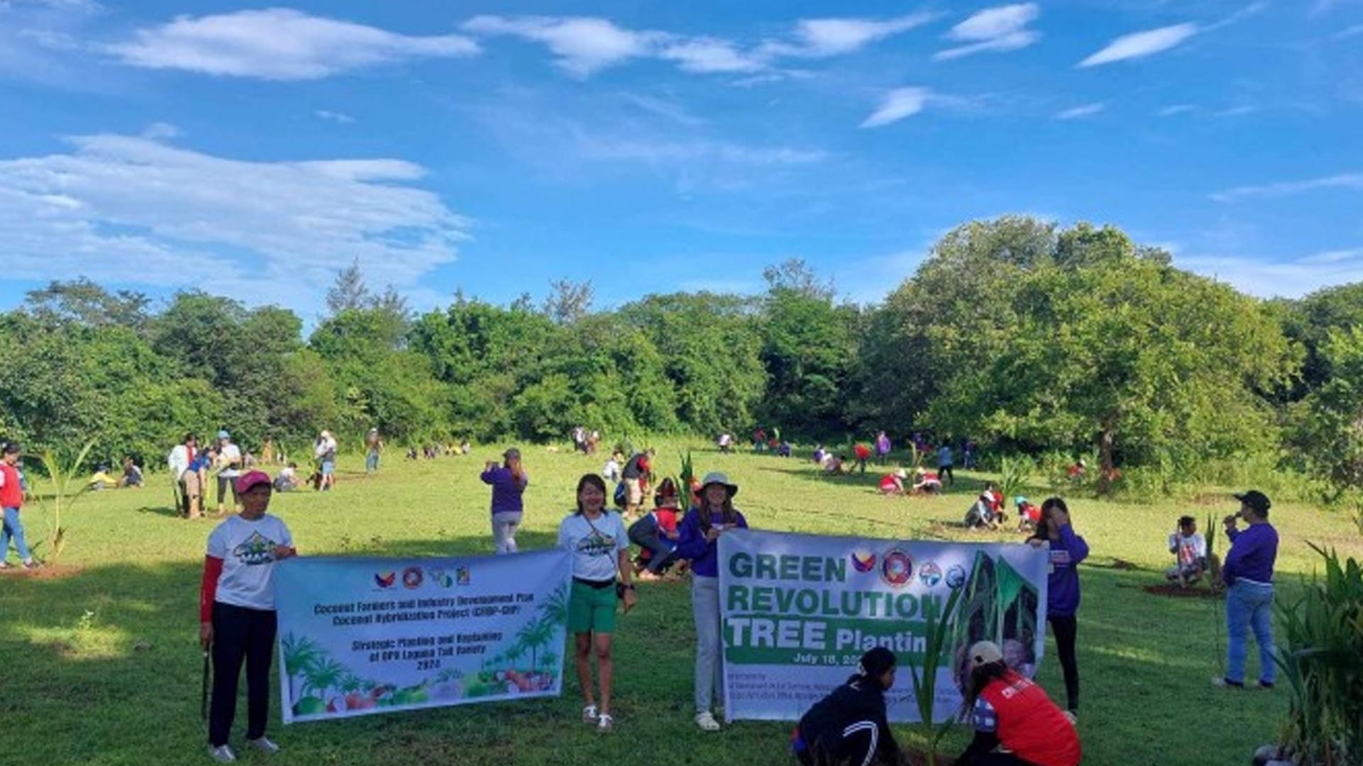 Ilocos Town Hits Half Of 50-Hectare Coconut Plantation Target