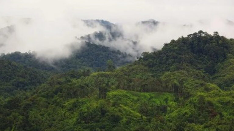 DENR Reactivates Task Force To Protect Eastern Visayas Forest