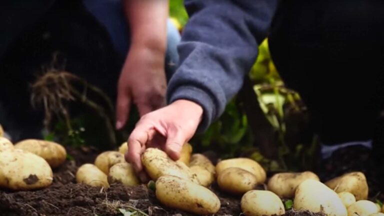 Better Potato Yield With Locally Produced, Clean Seedlings