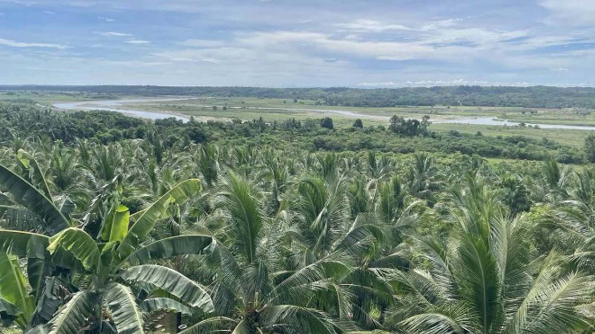 PCA Eyes More Coco Seed Farms In 4 Central Visayas Provinces