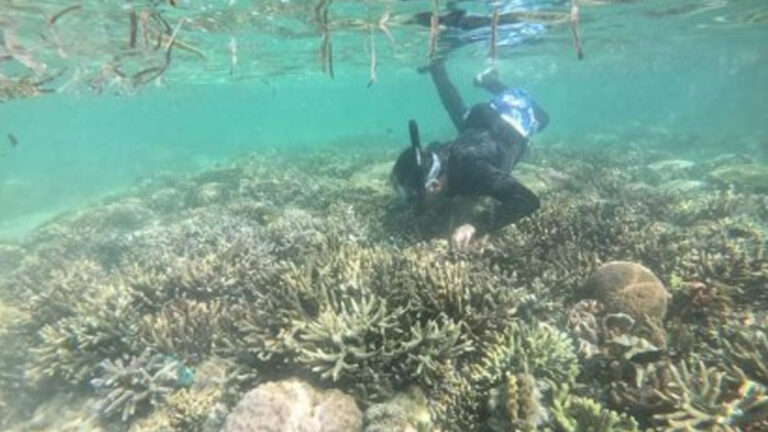 Cadiz City Cites Marine Protection Efforts In Giant Clam Village
