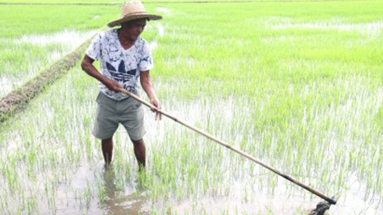 Department Of Agriculture Tests NextGen Rice Breeds In 4 Central Visayas Provinces