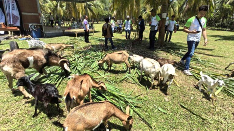ATI Trains Bukidnon Farmers On Coco-Goat Farming