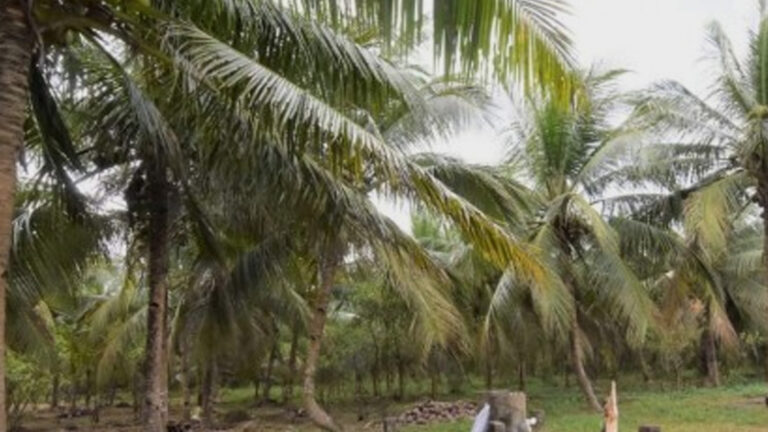 PCA Nurses 52K Newly Planted Hybrid Coconut Trees In Central Visayas
