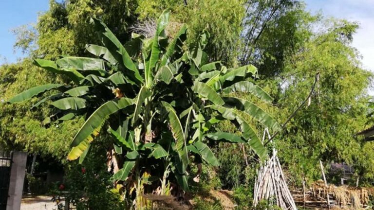 DTI: Bamboo’s Economic, Environmental Potential Growing