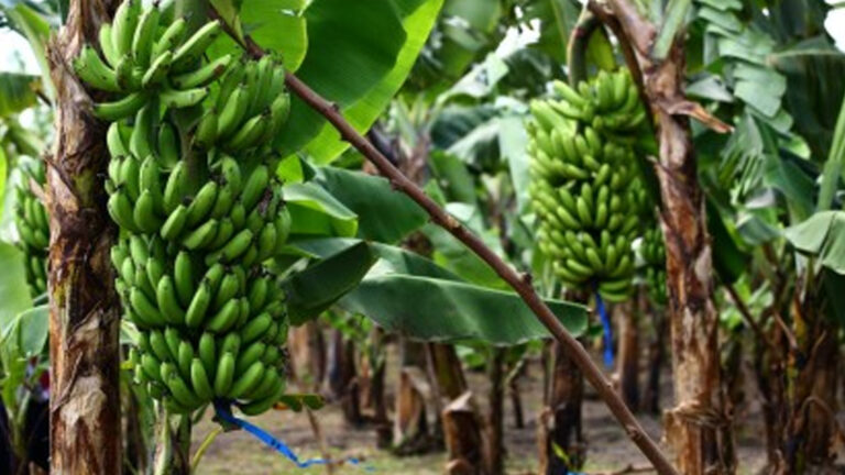 Department Of Agriculture Introduces New Tech For Central Visayas Banana Cultivators