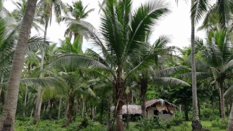 3 Learning Sites In Central Visayas Expose Farmers To Coco Tech