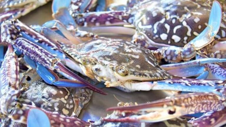 Partnership Boosts Sustainable Blue Crab Production In Negros Village