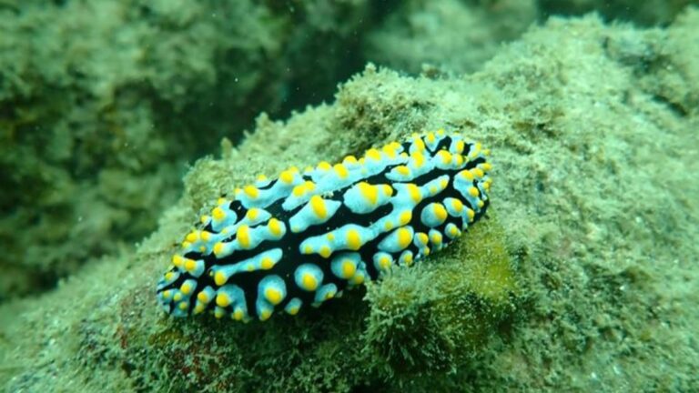 Biodiversity Assessment To Safeguard Protected Area In Northern Negros