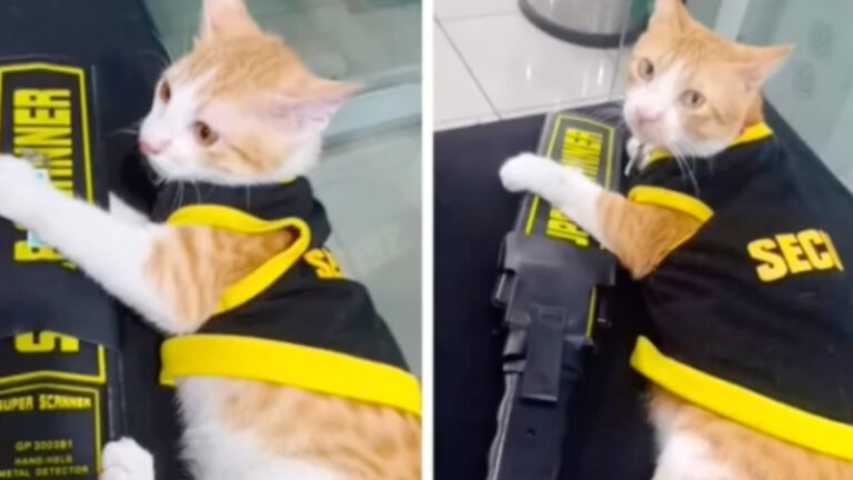 From Stray To Security: Conan The Cat Heals Hearts At Manila Workplace