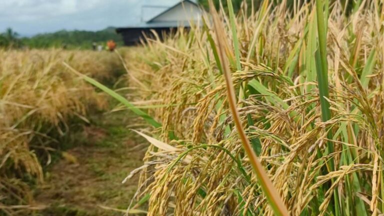 Department Of Agriculture To Lower NFA’s Palay Buying Price For Wet Harvest