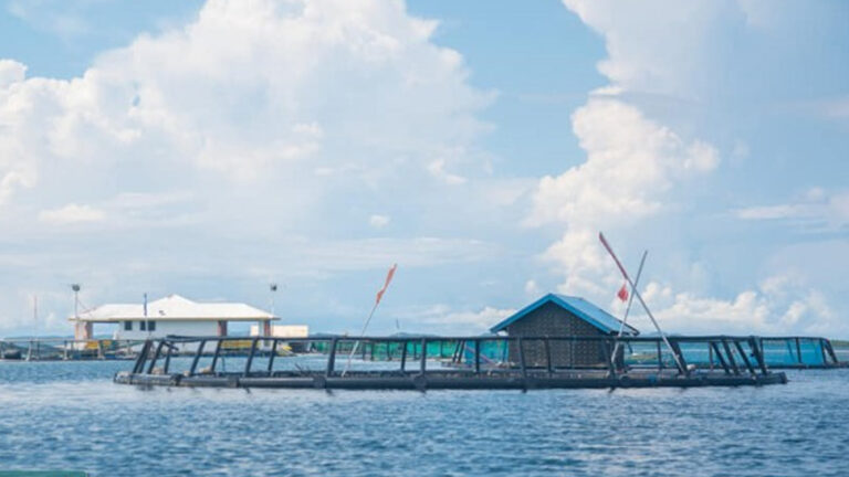 Aquaculture Firm Eyes 300 Hectares For Northern Samar Expansion