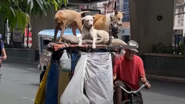 Though Homeless, This Man Provides Shelter To Stray Dogs Like They Are Family