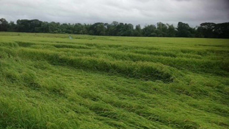 PhilRice Allots 33.5K Bags Of Rice Seeds For Antique