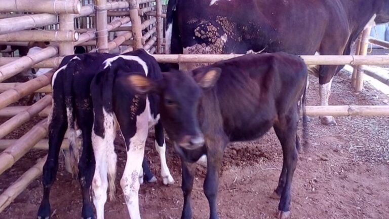 NDA Cites Top Agendas To Realize 5% Milk Sufficiency By 2028