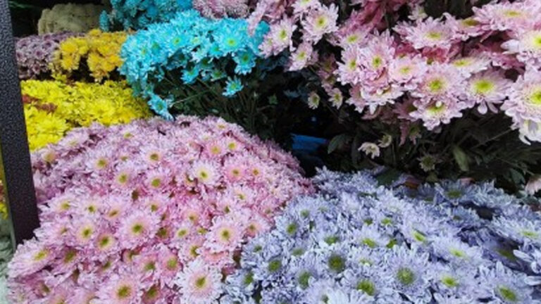 Benguet Assures Ample Supply Of Flowers In Time For ‘Undas’