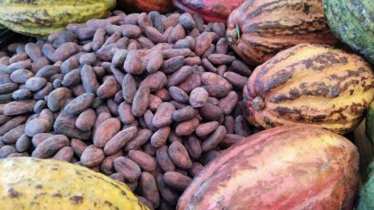 Central Visayas Eyed As New Source Of Cacao, Coffee