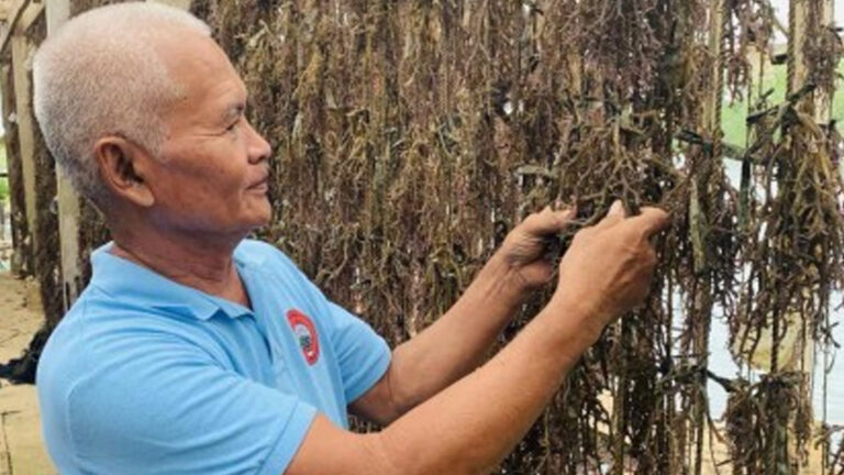 Surigao Coastal Residents Thrive Through Seaweed Farming Initiative