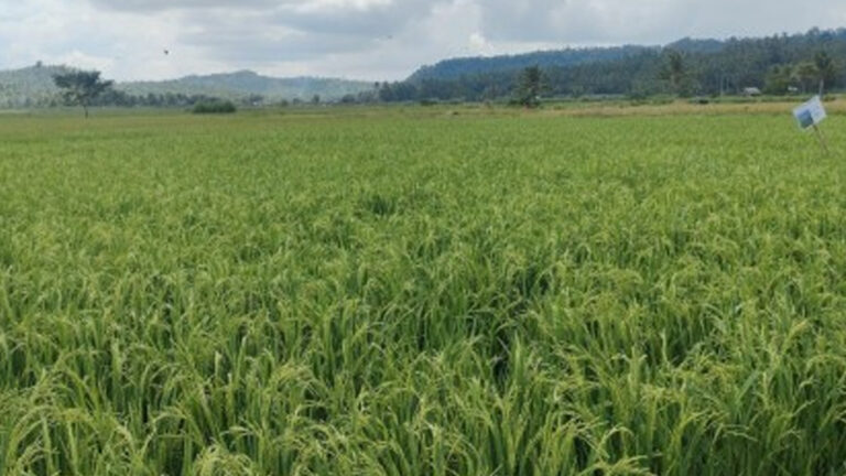 Giant Food Firm Brings Hybrid Rice Program To Northern Samar