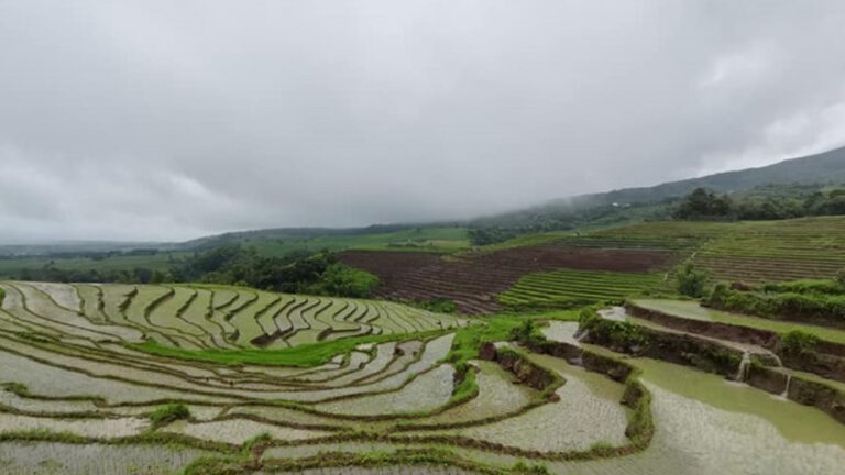 PhilRice To Distribute Climate-Ready Rice Varieties In Visayas