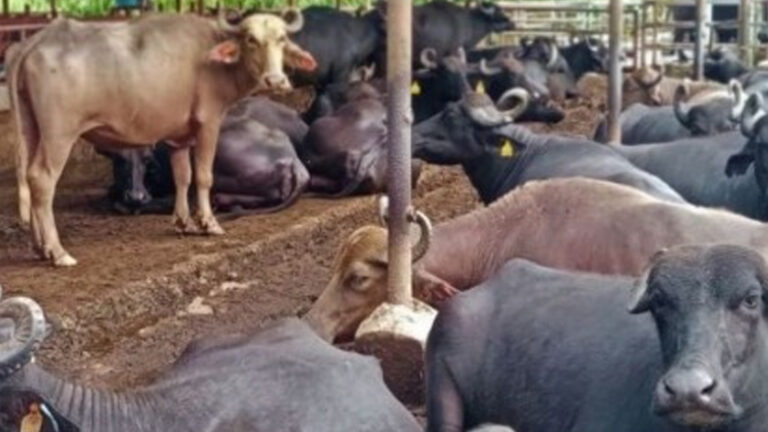 NDA: Coconut, Dairy Farming Integration To Boost Milk Production