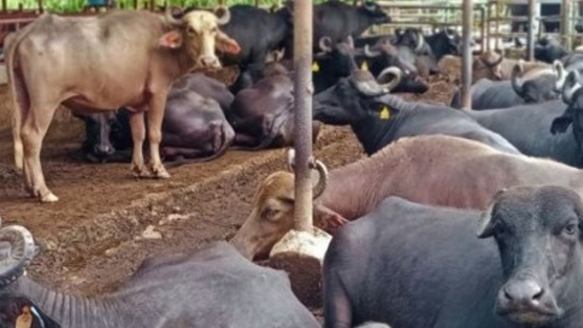 NDA: Coconut, Dairy Farming Integration To Boost Milk Production