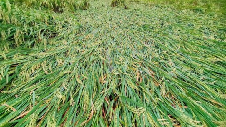 Enhanced Loan Programs To Help Farmers Recover, Boost Production