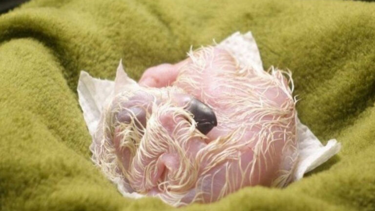 Philippine Eagle Chick Hatched At New Breeding Sanctuary In Davao