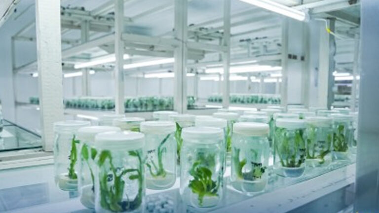 DOST To Set Up Tissue Culture Lab In Southern Leyte School