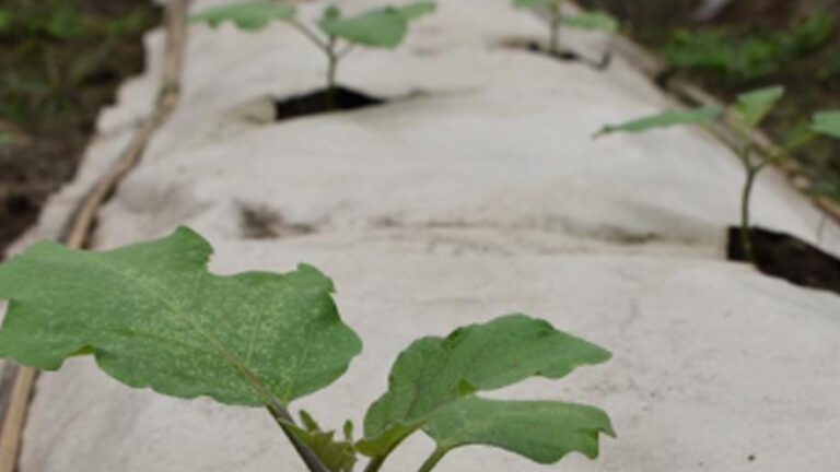 DOST Develops Biodegradable Paper Mulch For Sustainable Farming