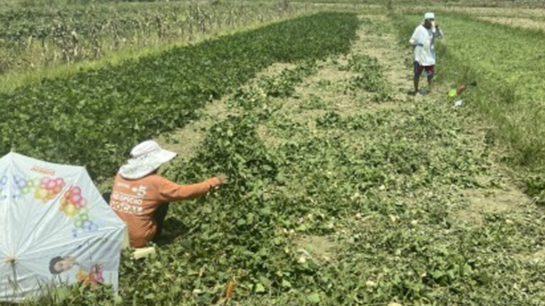 Ilocos Norte, Aussie University Partner To Improve Soil Health