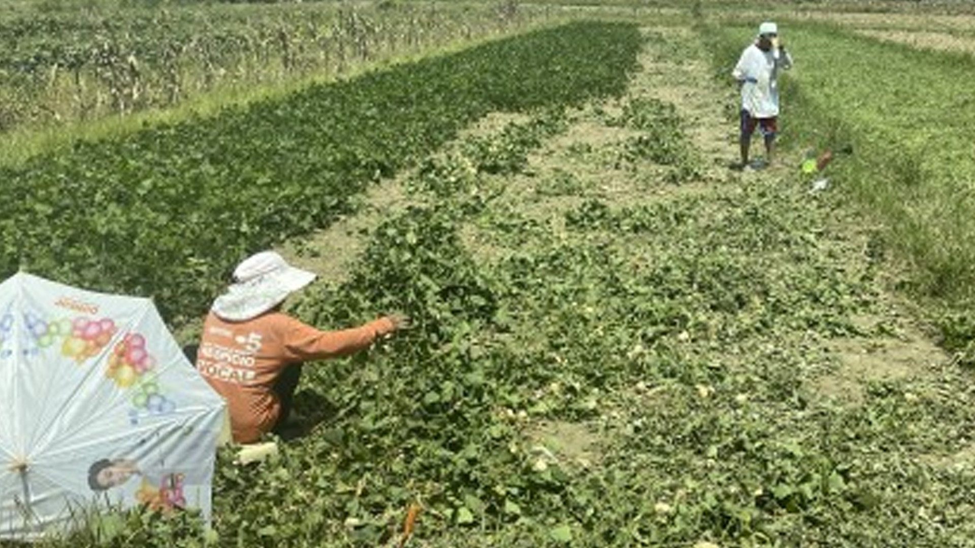 Ilocos Norte, Aussie University Partner To Improve Soil Health