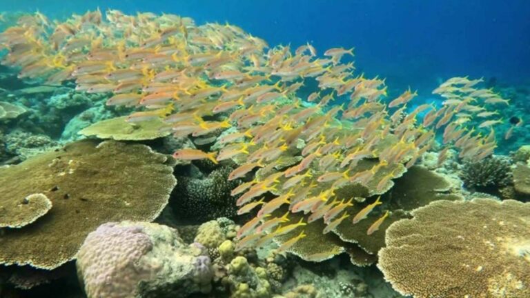 Philippines Apo Reef, 2 Others Named ASEAN’s Newest Heritage Parks