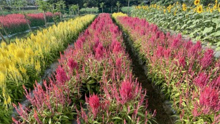First Flower Farm Opens In Laoag City