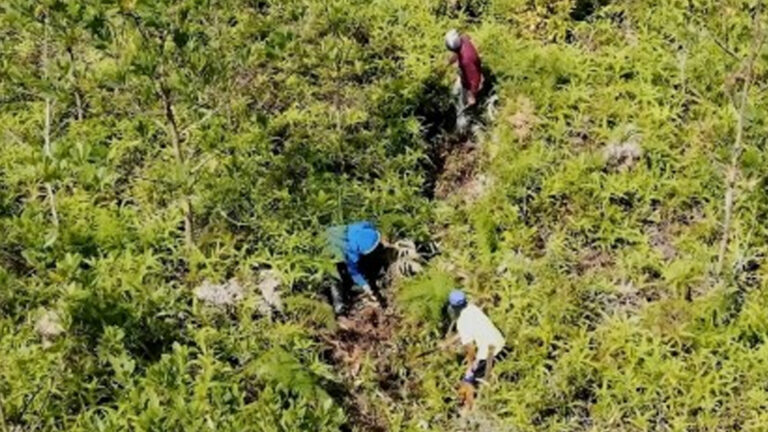 Greening Program Increases Western Visayas’ Forest Cover By 10.4%