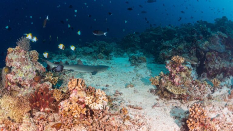 3 Philippine Natural Wonders Listed As 5 Newest ASEAN Heritage Parks