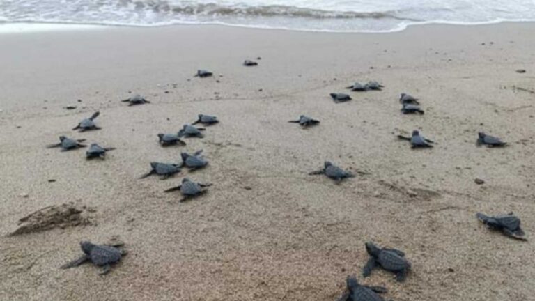 LGU Releases 50 Turtle Hatchlings To Antique Waters