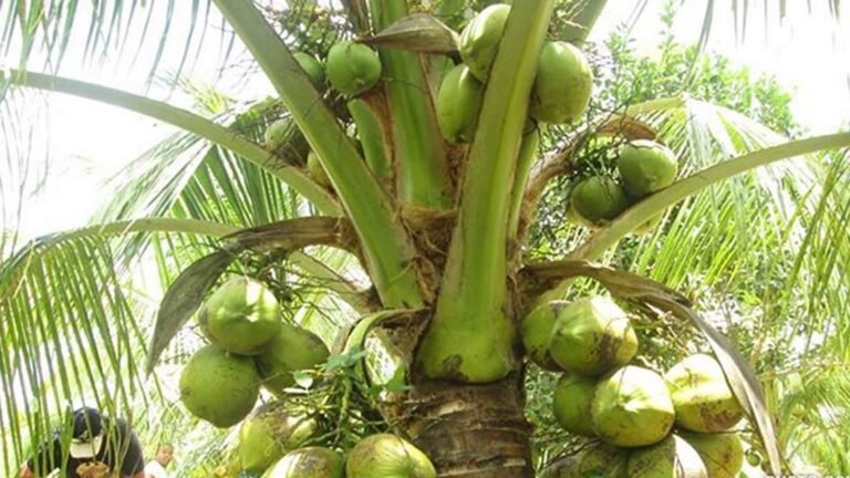 Coconut’s Removal In USFDA Major Food Allergen List To Boost Philippine Export