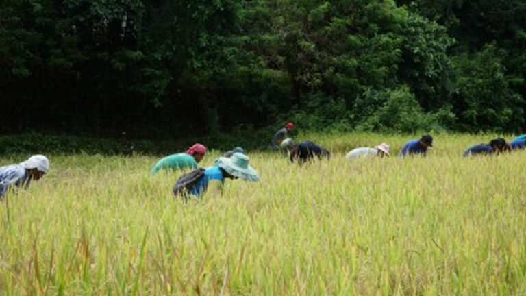 Department Of Agriculture Allocates PHP1.3 Billion Cash Aid For 186K Farmers In Bicol