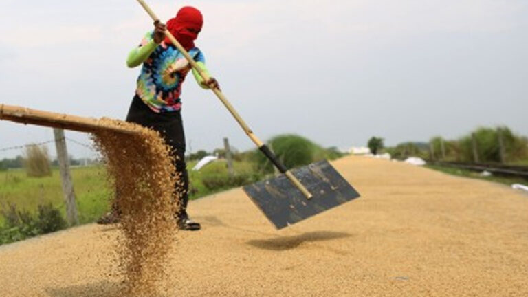 Department Of Agriculture Optimistic On Palay Output Recovery In 2025