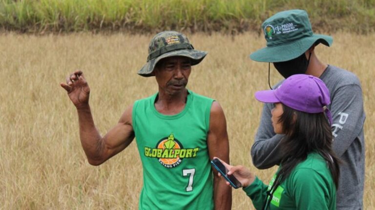 Philippine Rice Information System Nets Global Sustainability Award