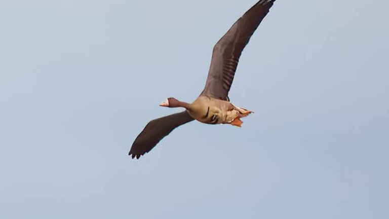 Rare Greater White-Fronted Goose Spotted In Ilocos Norte Park