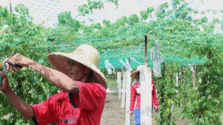 Northern Samar Eyes PHP1.2 Billion Funds To Modernize Farm, Fishery In 6 Years